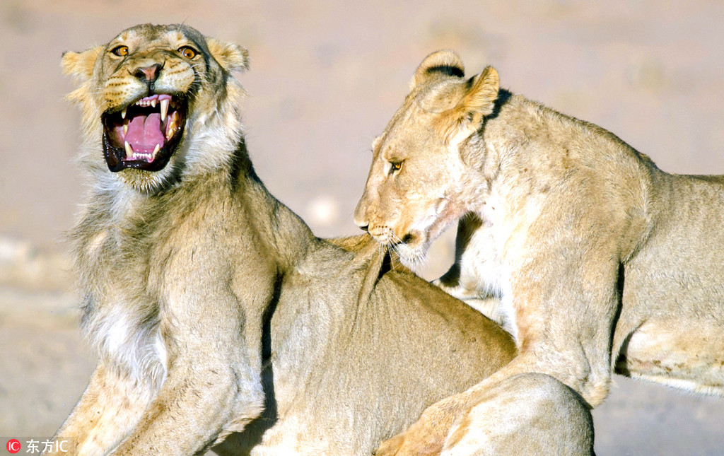 4.14硬件免费日的背后 406透了贾跃亭的底‘三亿体育官网’(图2) 三亿体育手机版