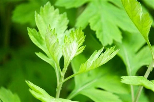 【三亿体育官网】Google发布《2015中国入境游海外游客行为与态度研究报告》