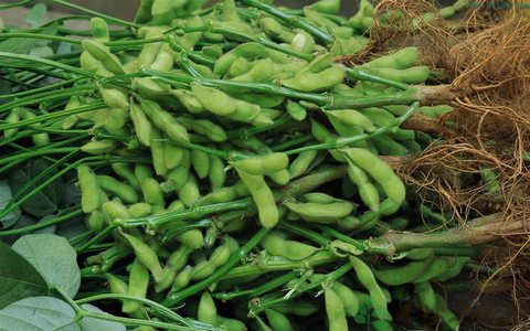 三亿体育手机版|红木市场乱象频出:面临失控(图4) 三亿体育