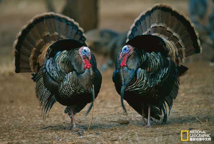 三亿体育手机版